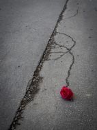 Paula Forjan   Rose Am Asphalt